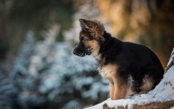 Trimannya Cucenya Na Vulici V Moroz Fudli 2000