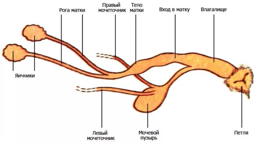 Матка и яичники кошки. Анатомия репродуктивной системы собаки. Строение мочеполовой системы суки. Репродуктивная система собаки схема. Строение репродуктивной системы самки собаки.