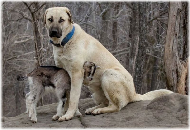 Poroda Sobaki Turecka Kangal Zovnishnist Harakter Doglyad Vihovannya Fudli 2000