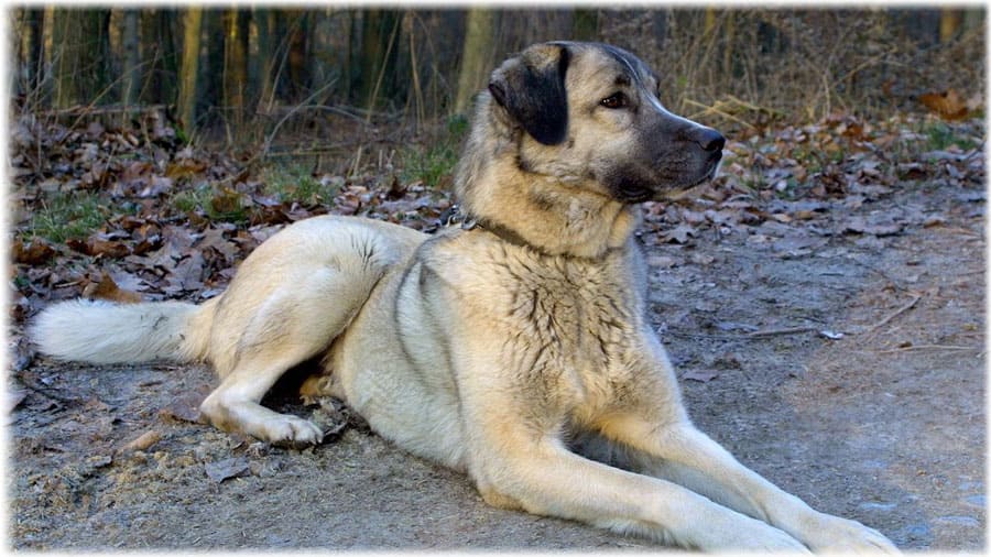 Poroda Sobaki Turecka Kangal Zovnishnist Harakter Doglyad Vihovannya Fudli 2000