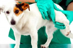 Причини слабкості задніх лап у собак: хвороби та травми