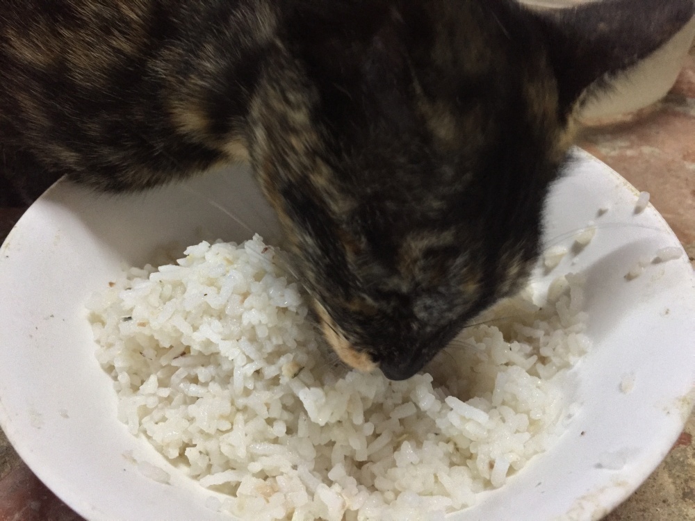 Кішкам та сирій печінці: користь та можлива шкода