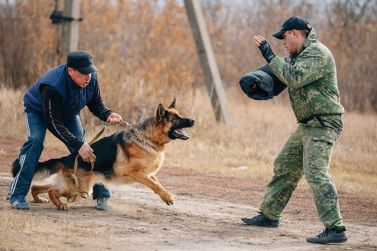 Приемы дрессировки собак. Немецкая овчарка ЗКС. Немецкая овчарка Караульная служба. ЗКС кинология. Защитно-Караульная служба (ЗКС).