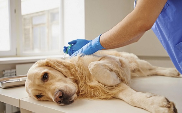 Рекомендації щодо застосування та дозування таблеток для усипляння собак
